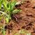 Locust Grove Fire Ants by Bradford Pest Control of VA Inc.